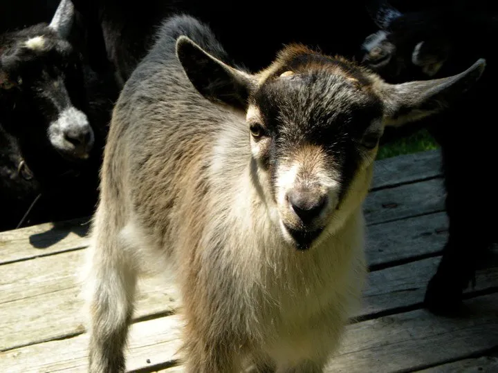 Morning Farm Chores for Kids at Muscoot Farm