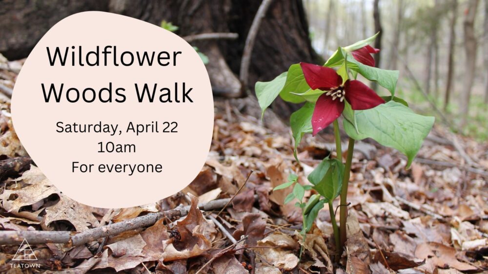 Wildflower Woods Walk at Teatown Lake