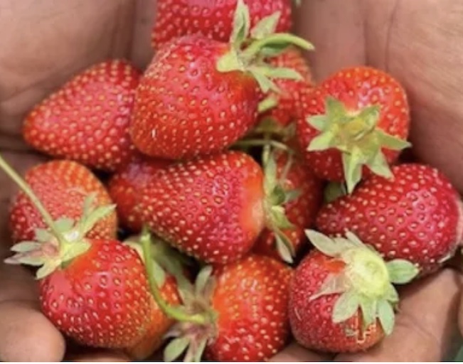 Strawberry Picking at Harvest Moon in North Salem