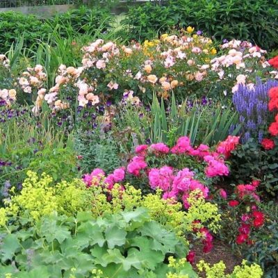 Lasdon Park: Walking tour of Early Summer Perennials
