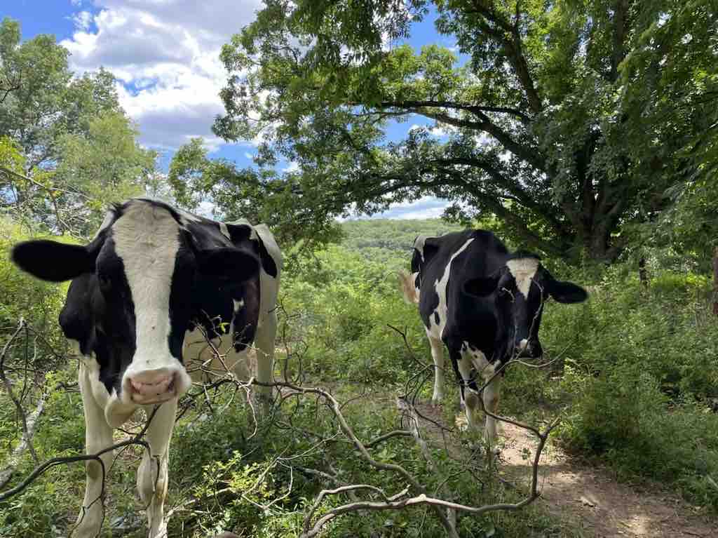 Muscoot Farm Animal Interactions