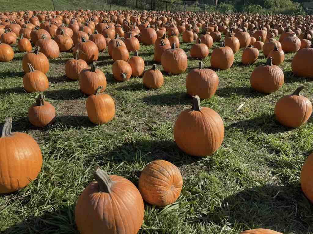 Muscoot Farm Annual Pumpkin Picking Fundraiser
