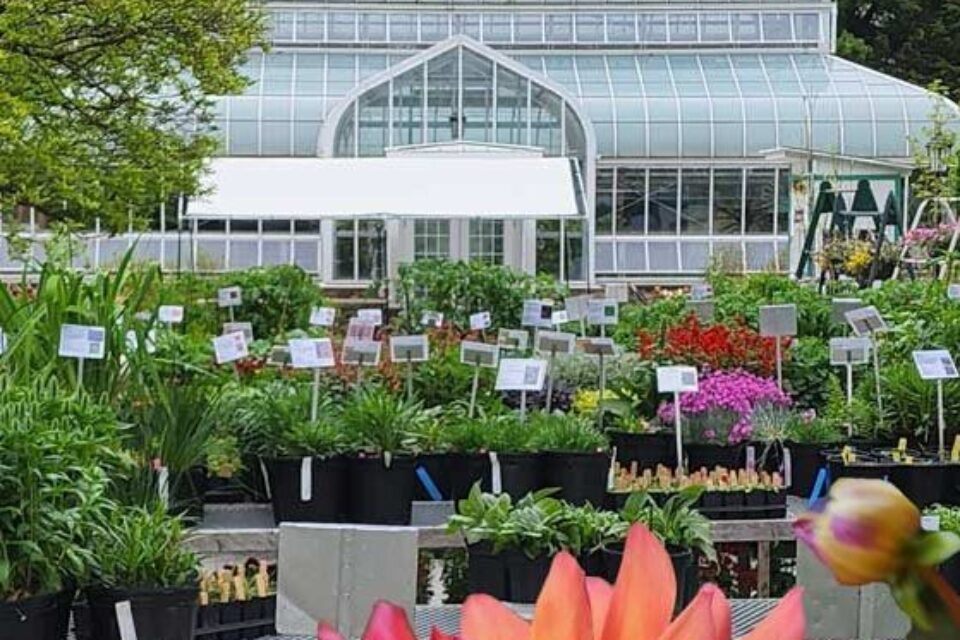 Lasdon Park Annual Plant Sale