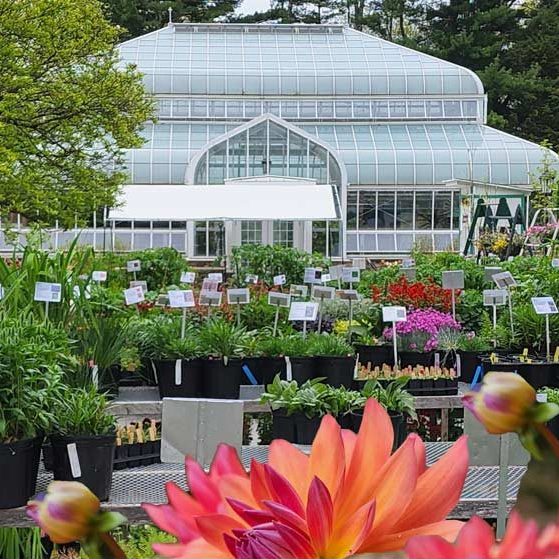 Lasdon Park Annual Plant Sale