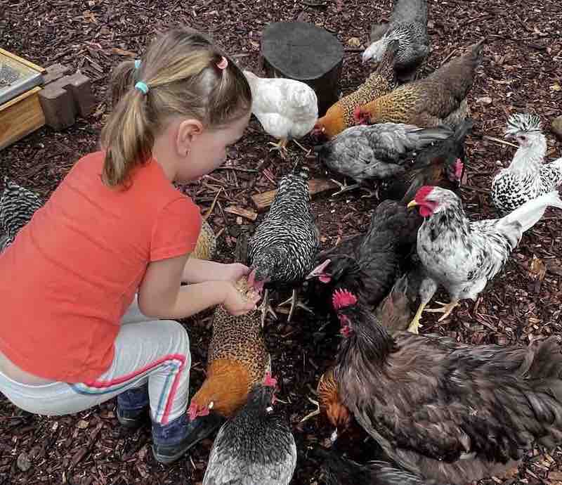 Muscoot Farm Morning Farm Chores for Kids