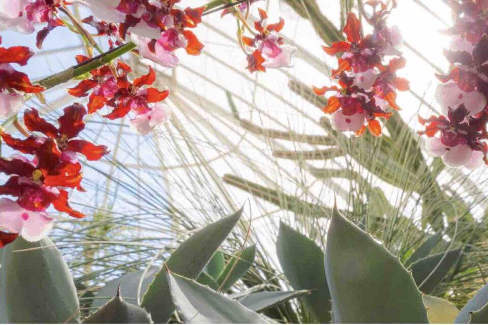 New York Botanical Garden Orchid Show: Mexican Modernism